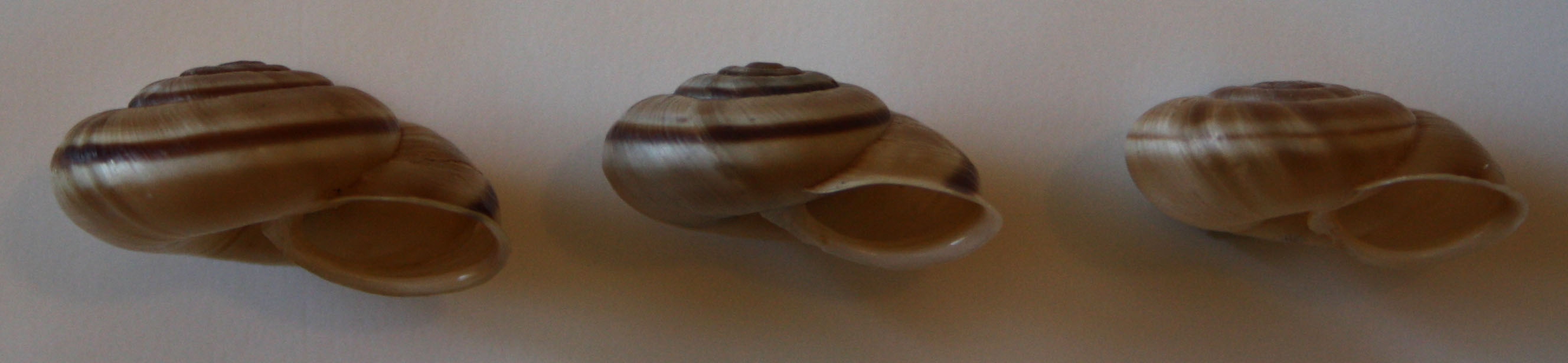 variazioni in Chilostoma cingulatum baldense